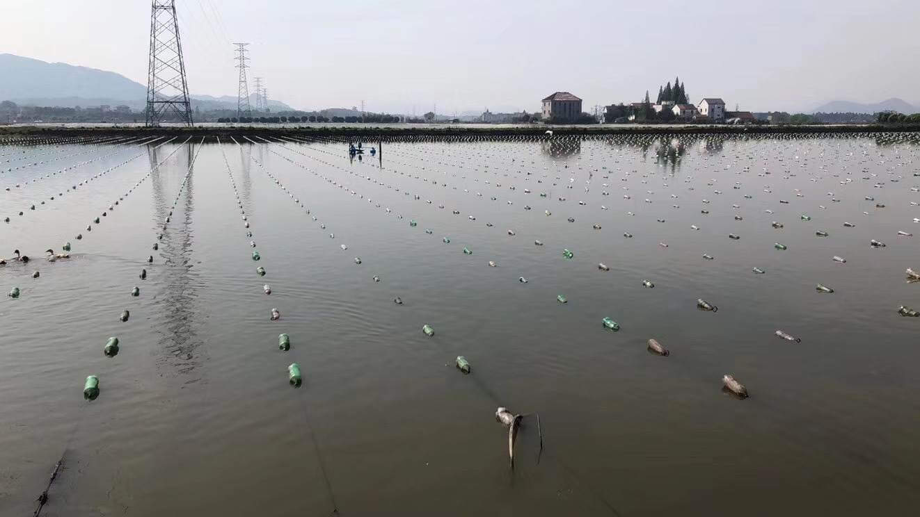 Pearl farming in China