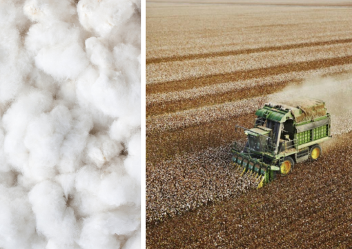 What Is Supima Cotton? The Premium Fiber Behind Luxury Apparel